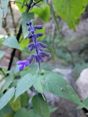 Salvia concolor