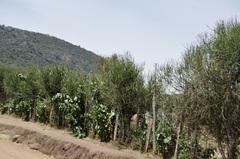 Euphorbia tirucalli