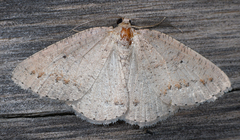 Drepanulatrix secundaria