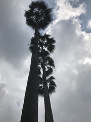 Livistona chinensis