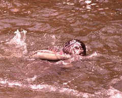 Phoca vitulina richardii