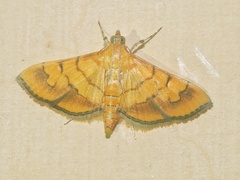 Orphanostigma abruptalis