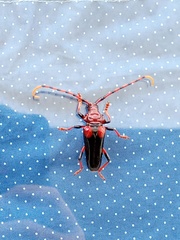 Andraegoidus homoplatus