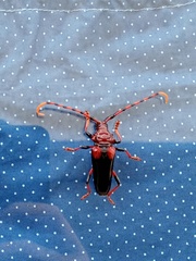 Andraegoidus homoplatus