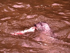 Phoca vitulina richardii