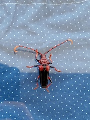 Andraegoidus homoplatus