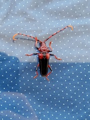 Andraegoidus homoplatus