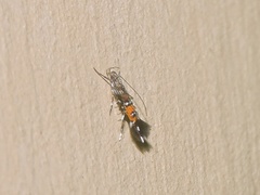 Cosmopterix
