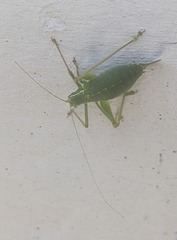 Leptophyes punctatissima