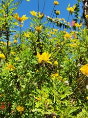 Euryops chrysanthemoides