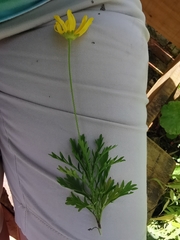 Euryops chrysanthemoides