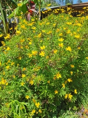 Euryops chrysanthemoides