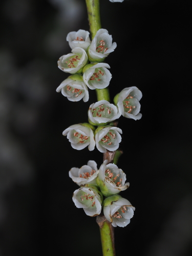 Eurya rubiginosa