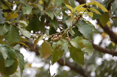 Quercus purulhana
