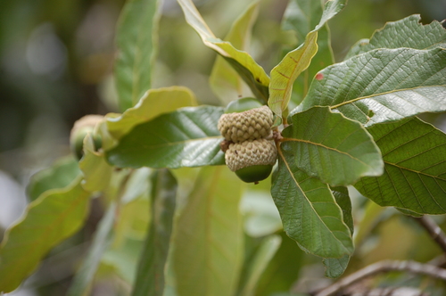 Quercus purulhana
