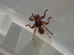 Lipoptena depressa