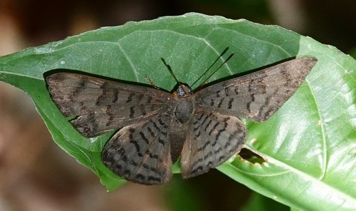 Emesis spreta