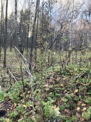 Erigeron canadensis