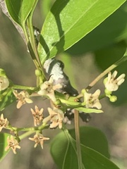 Ehretia saligna membranifolia