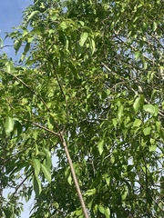 Ehretia saligna membranifolia