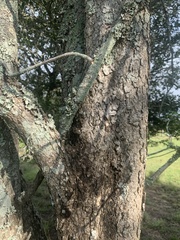 Ehretia saligna membranifolia