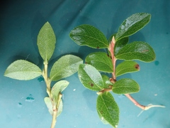 Salix myrtillifolia