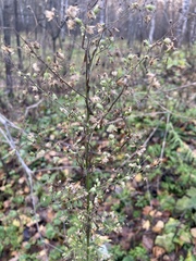 Erigeron canadensis