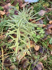 Linaria vulgaris