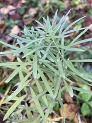 Linaria vulgaris