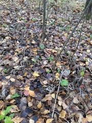 Convallaria majalis