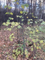 Corylus avellana