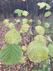Corylus avellana