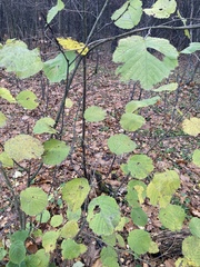 Corylus avellana