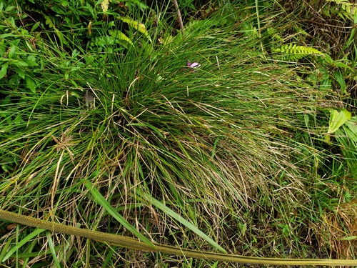 Carex meyenii