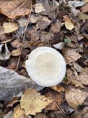 Clitocybe fragrans