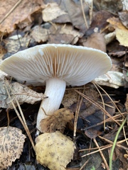 Clitocybe fragrans