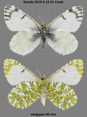 Euchloe creusa