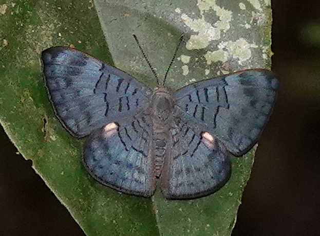 Emesis condigna