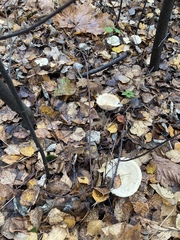 Clitocybe fragrans