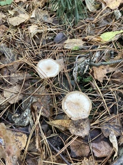 Clitocybe fragrans