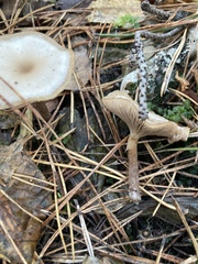 Clitocybe fragrans