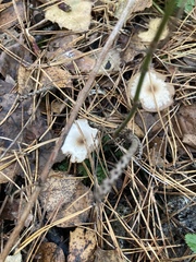 Clitocybe fragrans