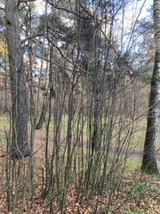 Amelanchier spicata