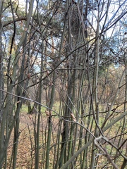 Amelanchier spicata