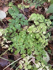 Anthriscus sylvestris