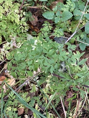Anthriscus sylvestris