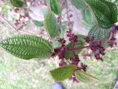 Miconia australis