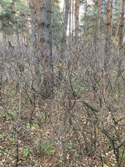 Cotoneaster lucidus