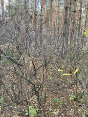 Cotoneaster lucidus