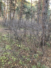 Cotoneaster lucidus